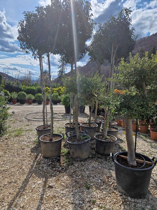 Plante ornamentale ce transformă grădina într-un colț de rai