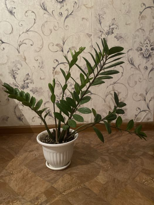 Продам долларовое дерево замиокулькас 5000тенге