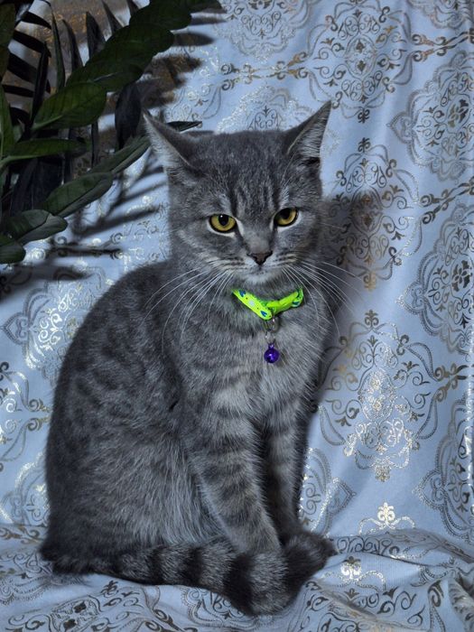 Подари Леону семью