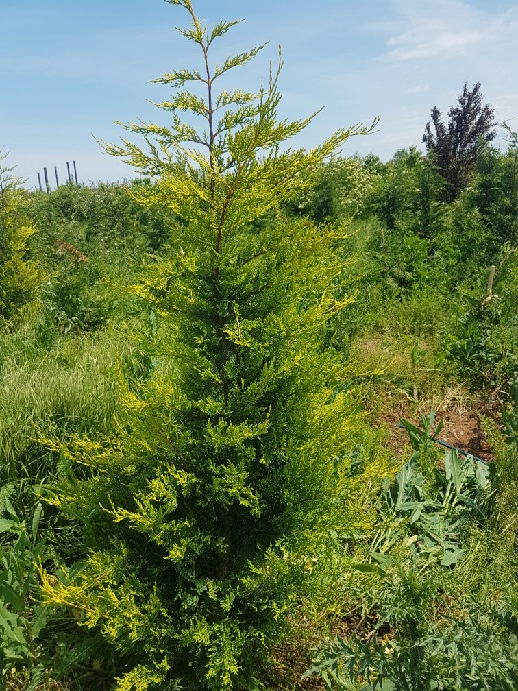 Vand tuia leilandi aurea sau verde aclimatizate 1.80m 2m