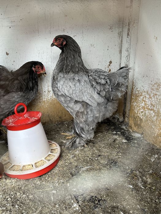 Pereche brahma albastru