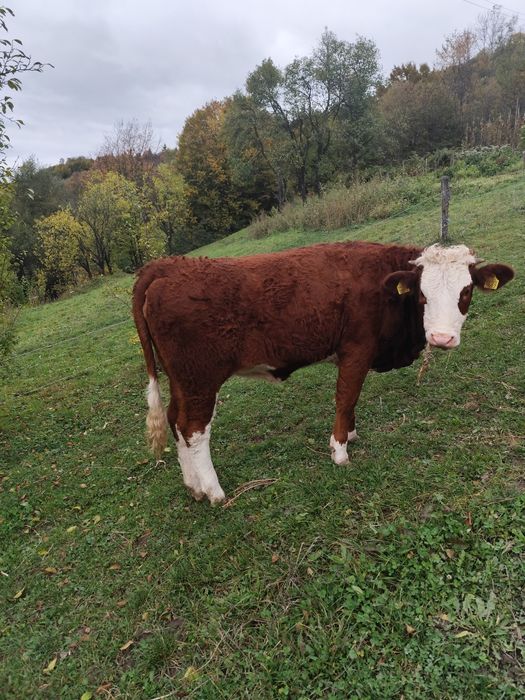 Vând vițea de 8 luni