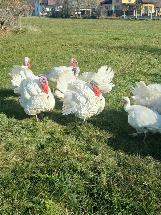 Vand curcani tineri crescuti natural