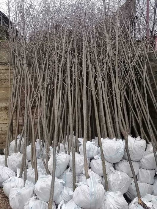 Plante mature pentru curte mesteacăn și platan