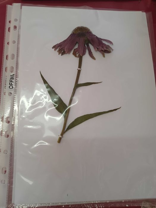 Хербарии (за  ученици и студенти)