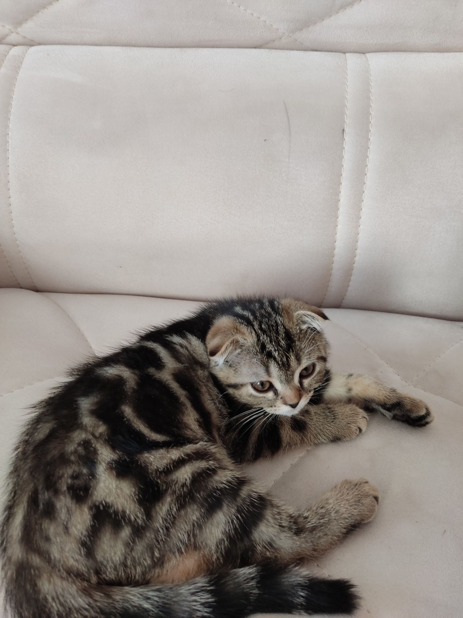 Продаются котята Бритиш фолд Бритиш страйт