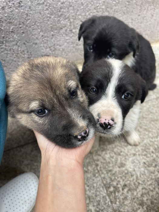 Adoptie catelusi draguti