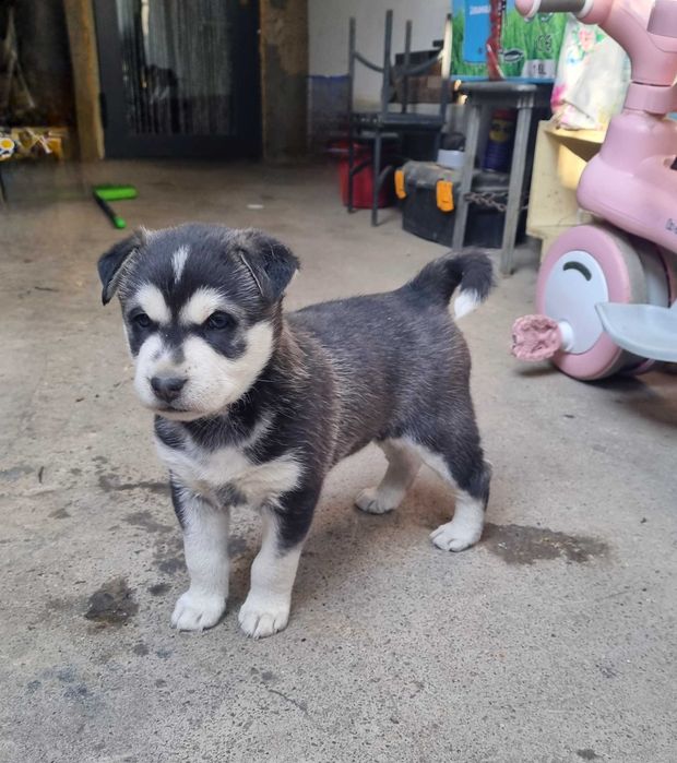Щеночек хаски в хорошие руки!!!