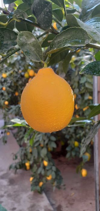 Limon sotaman kilosi 30000 somdan