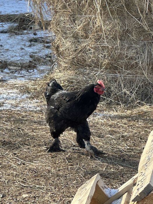 Петухи.         .