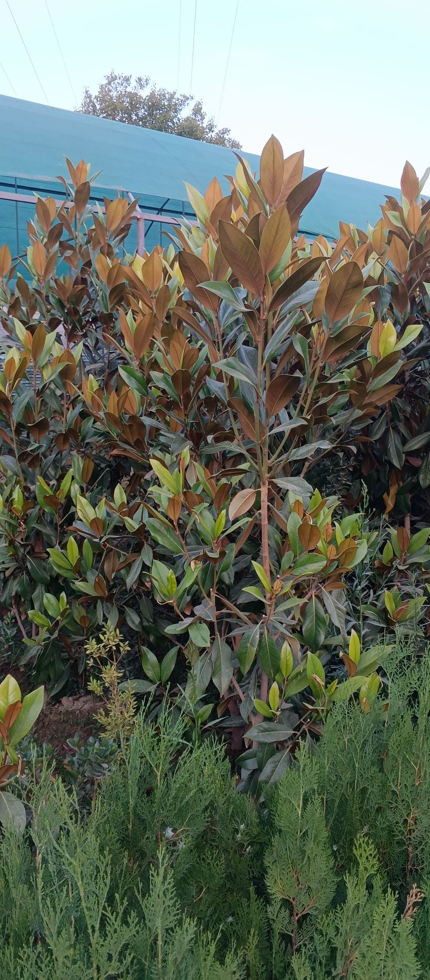 Magnolia glandiflora Italian