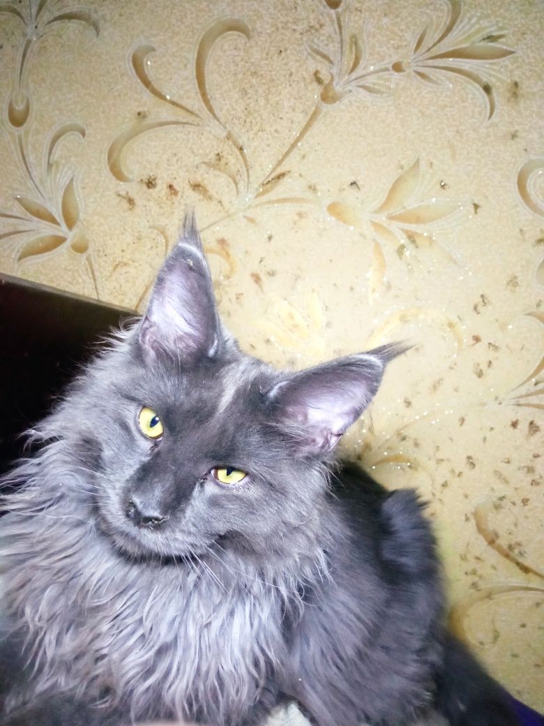 Продам котика Мейн--куна