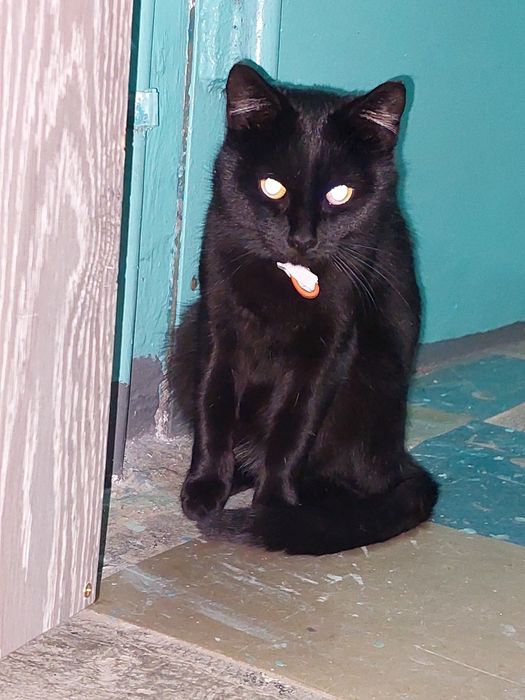 ВНИМАНИЕ !Ищем хозяев кота!