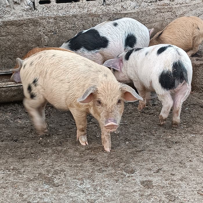 Продаются поросята