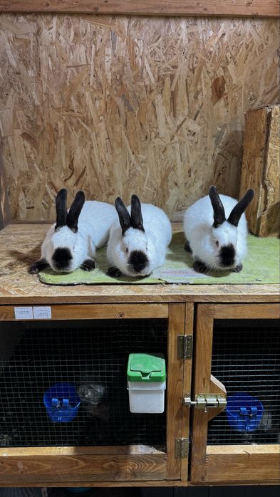 Vănd 2 masculi si o femela tatuati