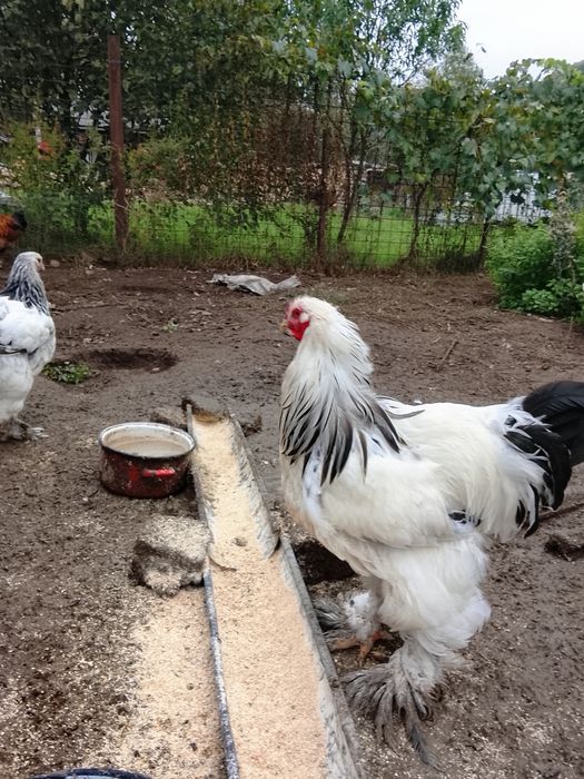 Vând pereche Brahma