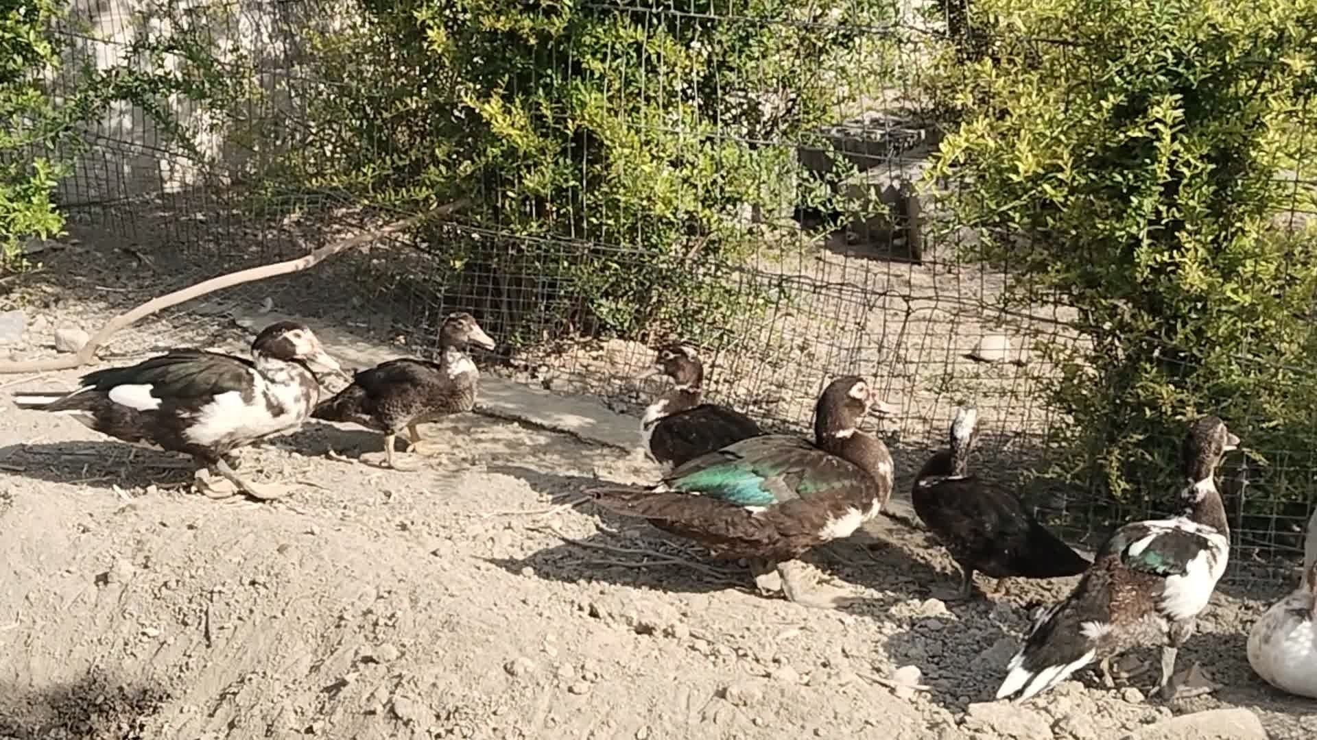 Indu utka  indiskiy oʻrdaklar sotiladi утка