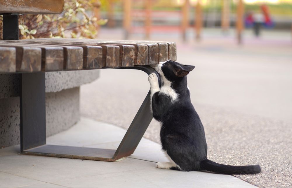 Кошечка БУСИНКА и ее братики в поисках дома!