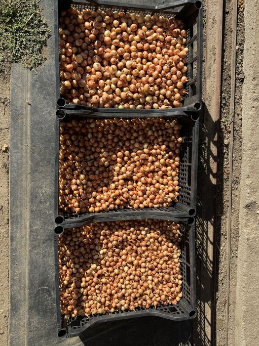 Арпаджик сорт “Мелник”