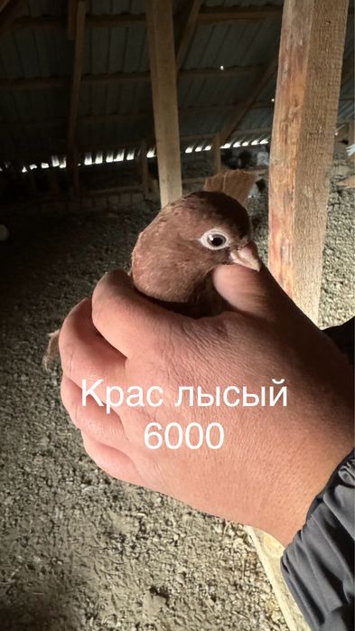 Голубь(кептер)