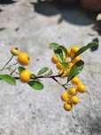 Pyracantha Soleil d'Or (Catina decorativa)