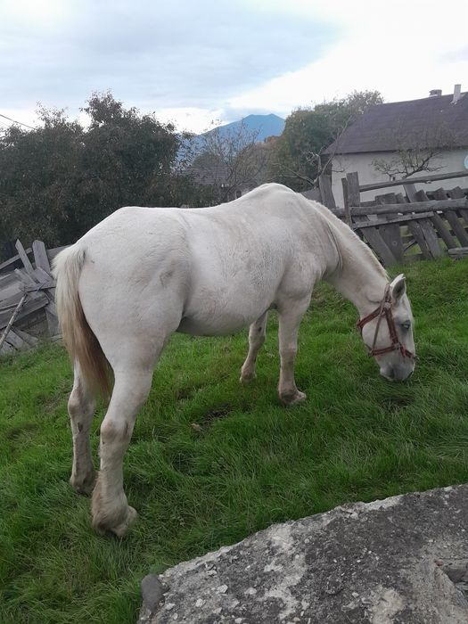 Vând cal de 9 ani
