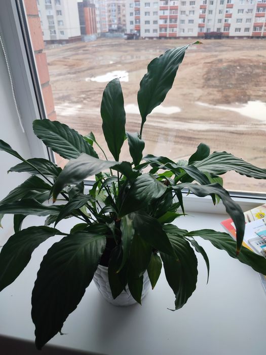 Гүл горшокпен сатылады.