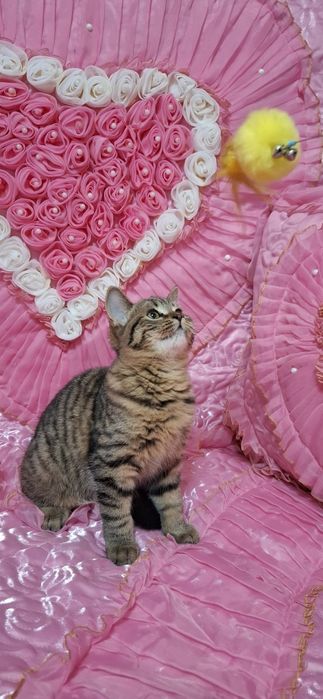 Продаю шотландского котика