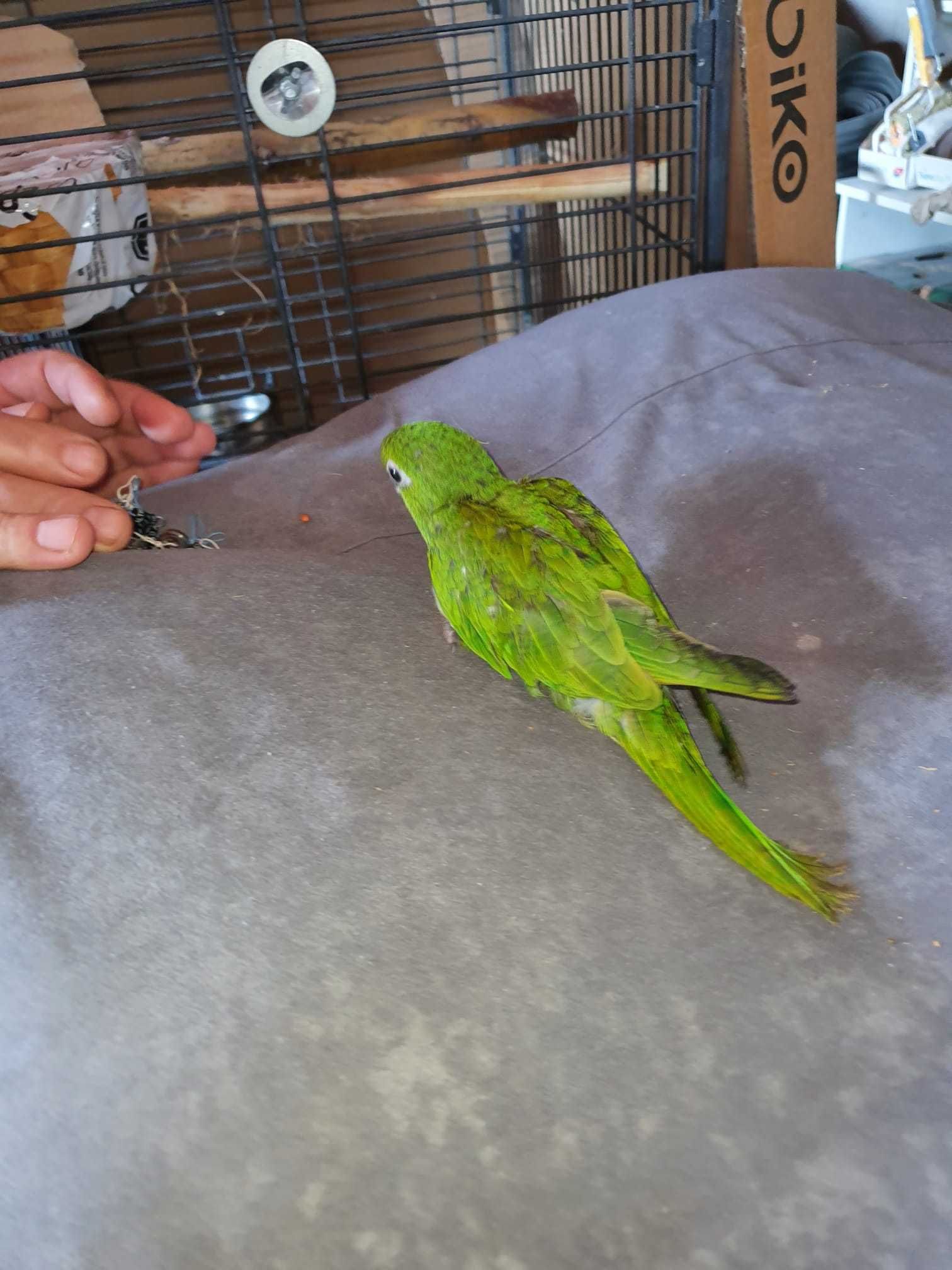 Papagal de Cuba, Aratinga, Eclectus