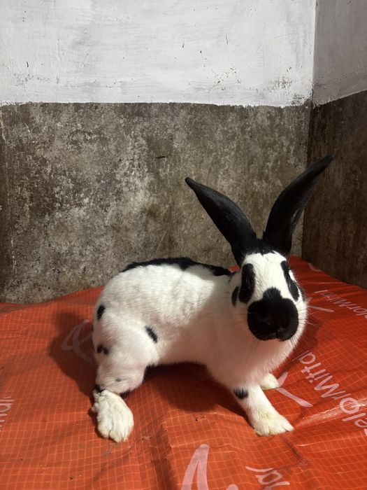 Mascul Fluture German