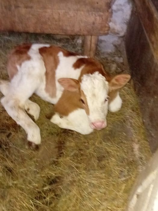 Vând vițeaa bălțată românească