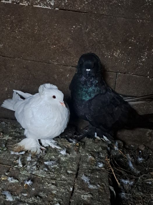 Vând porumbei uriași maghiari