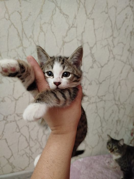 Отдам даром котят ,в добрые руки