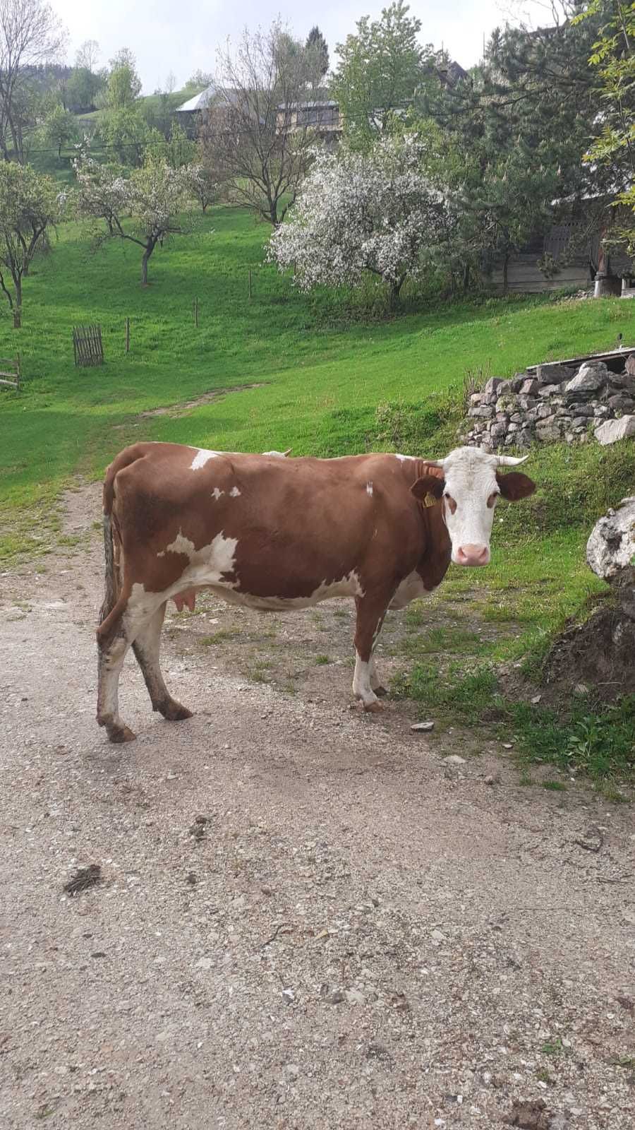 Vând vaca de  5 ani gestanta opt luni., la a 3 fătare crescuta de mica