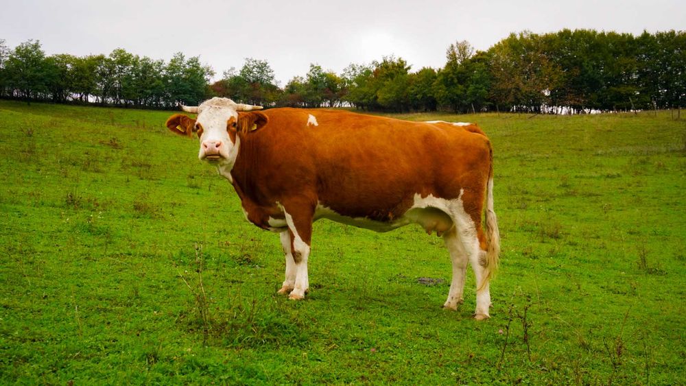 Vacă de  vânzare sau schimb cu oi