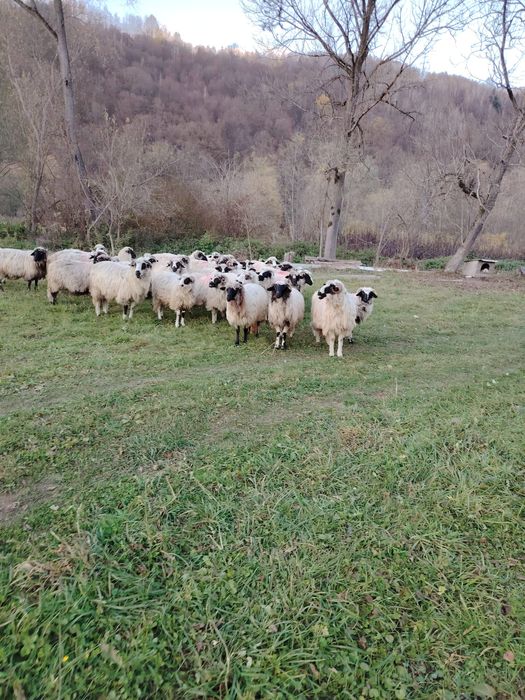 Oii de vânzare detali la telefon