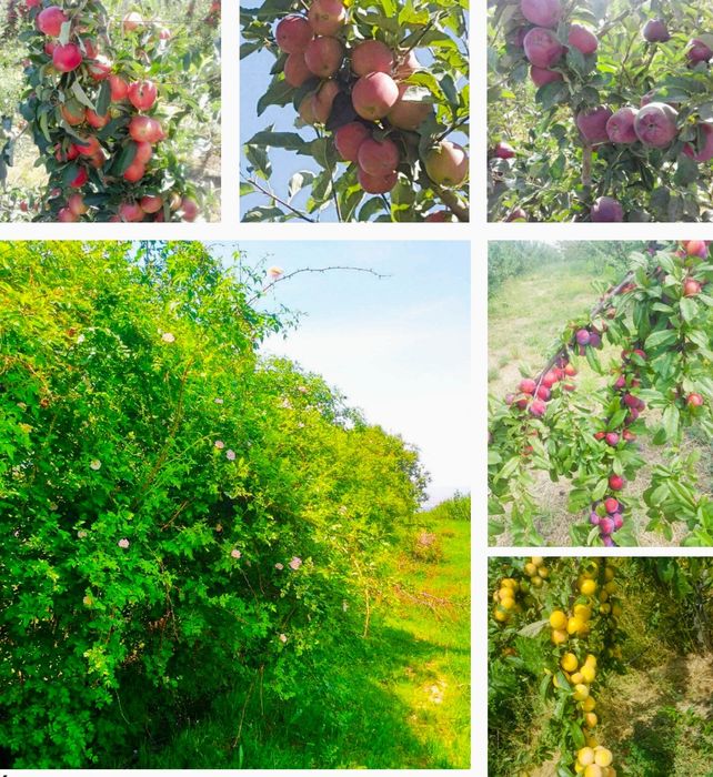 Продажа готового бизнеса по выращиванию фруктов. 

Комплекс находится