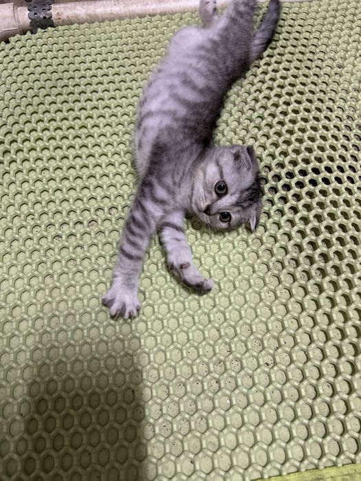 Продам котенка девочку