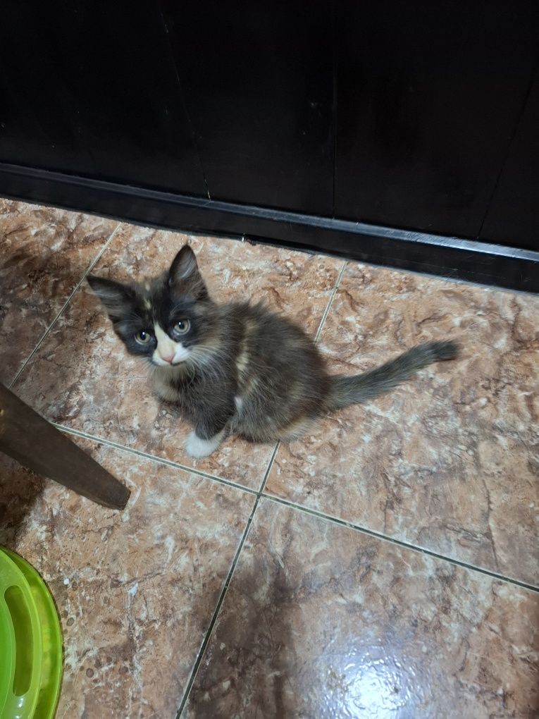 Отдам котят в хорошие руки