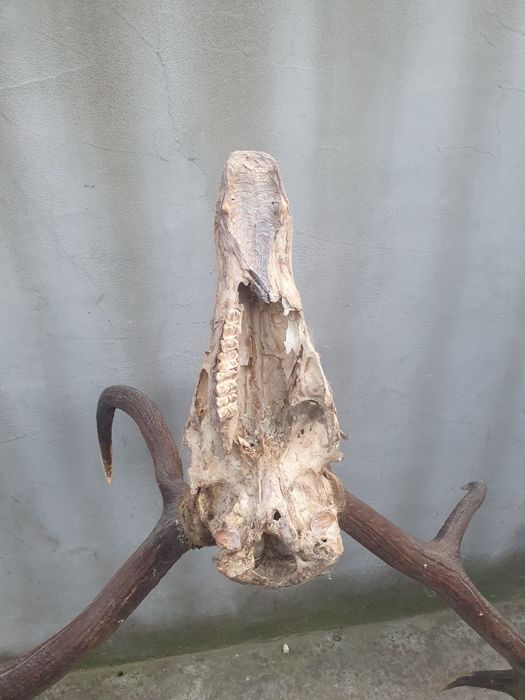 Vând trofeu coarne de cerb