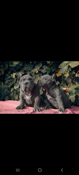 Американские булли