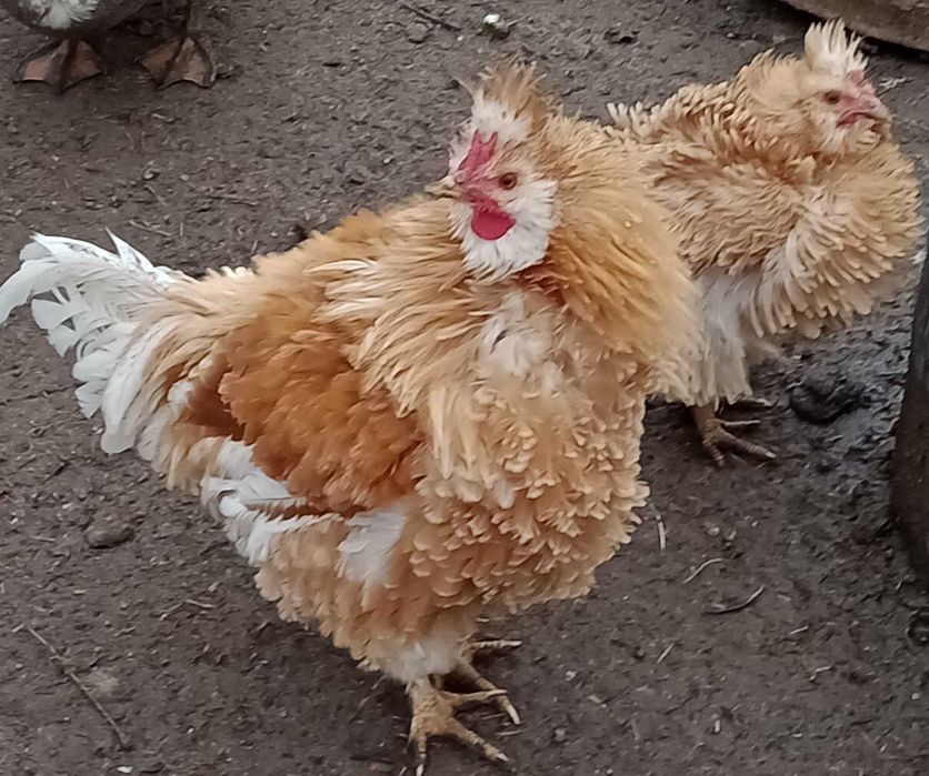 vand oua de gaina frezat