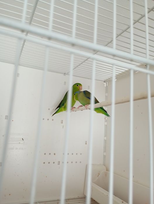 Perechea matura forpus buni reproducatori ,