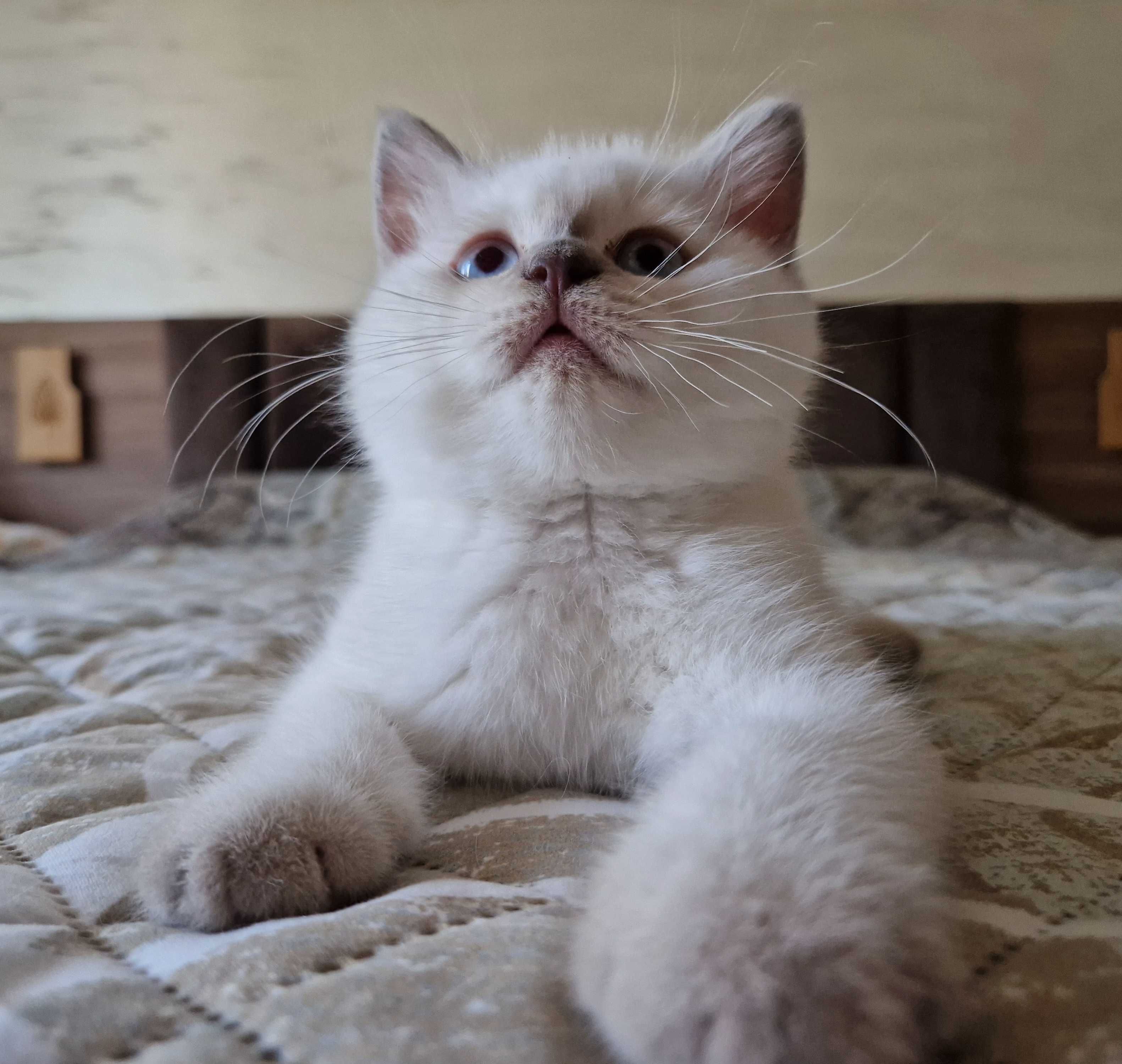 Нова цена! Чистопородна Британска късокосместа котка, цвят колорпойнт