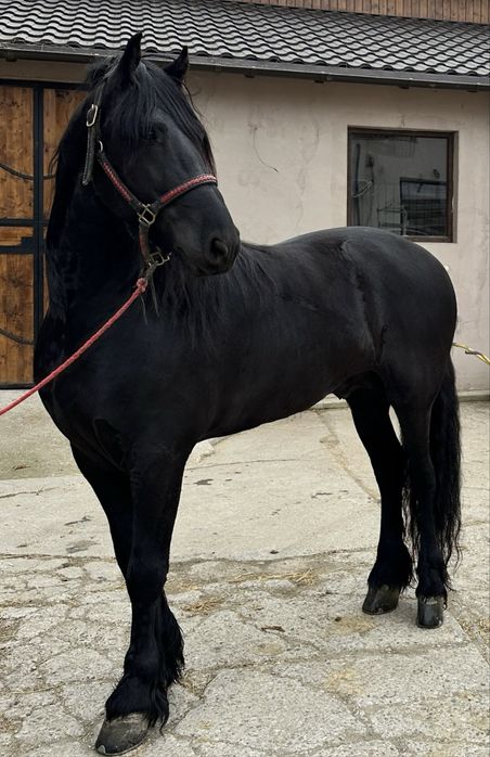 Armasar frizian 5 ani de vanzare Friesian