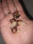 Axatina retikulyata albinoz (bolachalar) 2-2.5sm