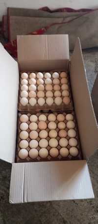 Продам коробку инкубационого яйца бройлера