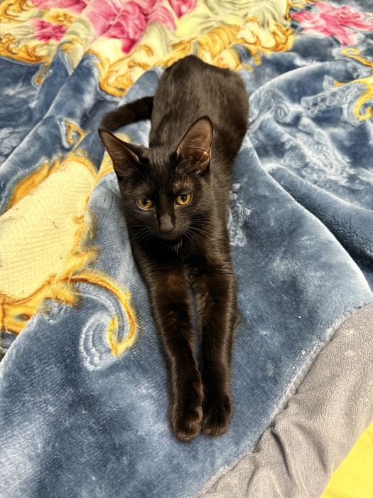 Отдам котёнка в хорошие руки