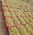 Vând struguri de vin producție 2025 ne deplasăm în toată țara