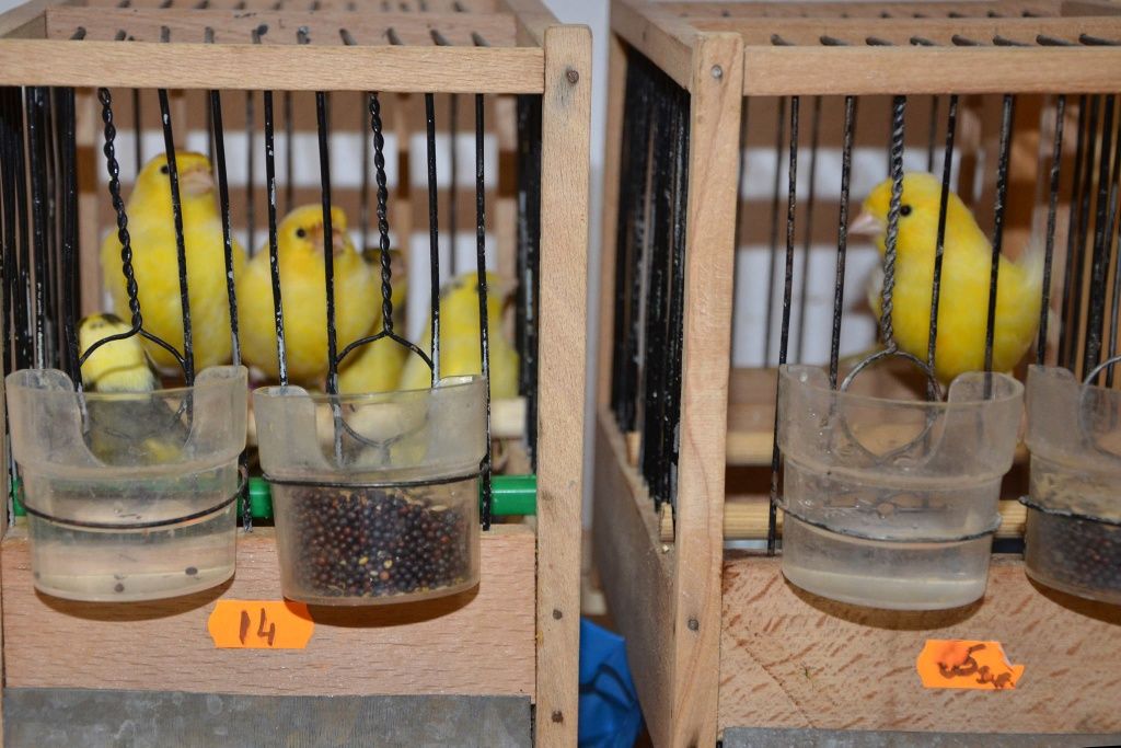 Canari Roller Suceava